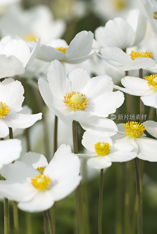 雪莲银莲花(银莲花sylvestris) - V